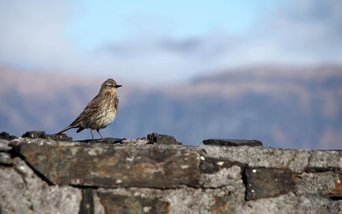 Rock Pipit.JPG