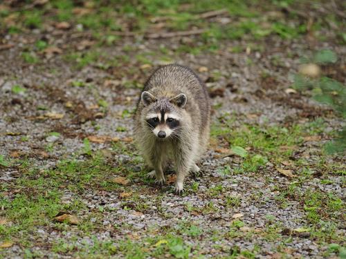 645Z7821raccoon.jpg