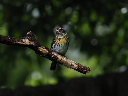 2 Female Grosbeak.jpg