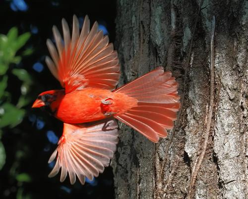 Cardinal Shadow lifted.jpg