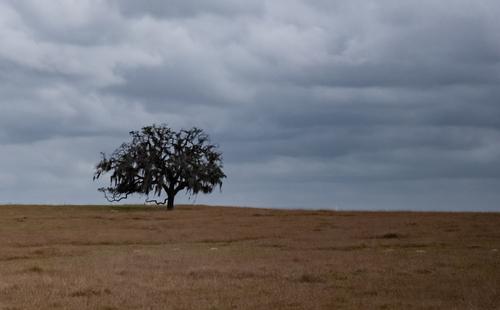 Lonely Tree.jpg