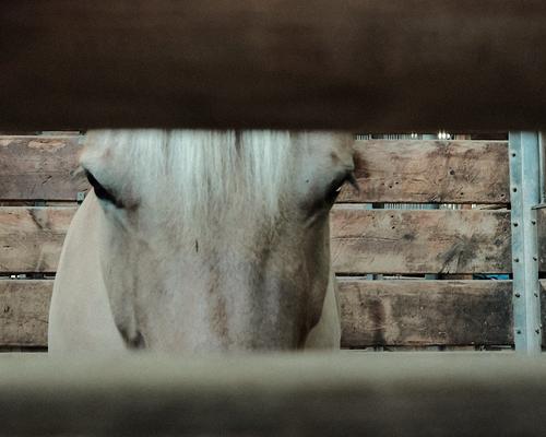 Norwegian Fjord Horse.jpg