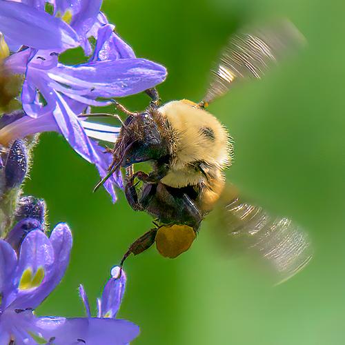 Bee in flight.jpg