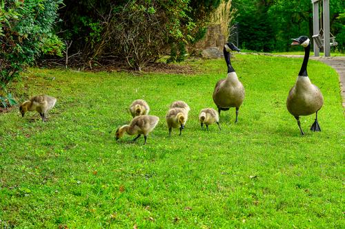 Geese family-1.jpg