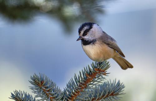 Mountain Chickadee.jpg