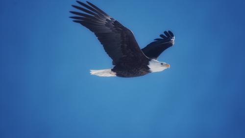 Eagle over the Mississippi.jpg