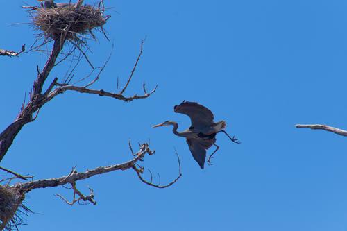 Marshall Terrace Park - Herons - 2 of 8.jpeg