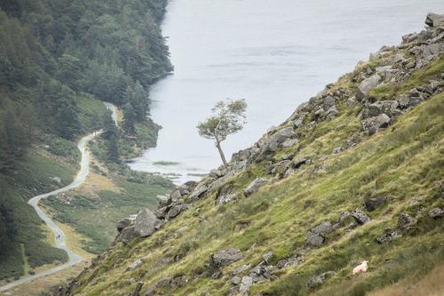 img_1523_glendalough_a_lone_tree.jpg