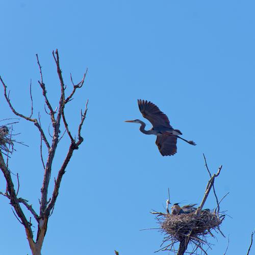 Marshall Terrace Park - Herons - 6 of 8.jpeg