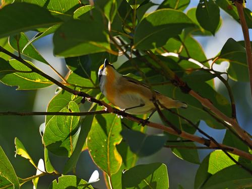 Striated Pardalote 01.JPG