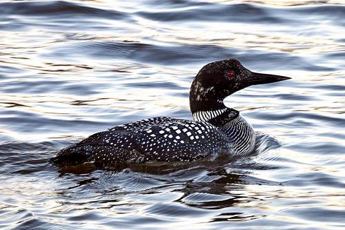 0-P950100_8171_Loon-2160.JPG