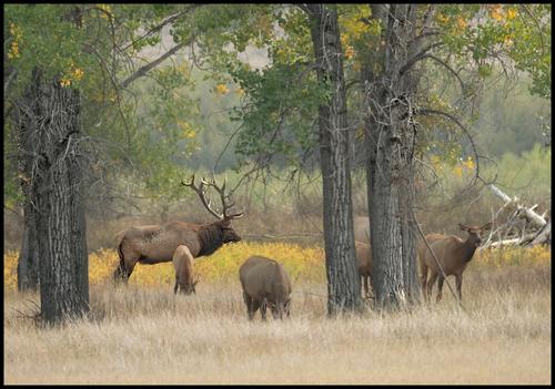 9-18-20 - Elk - 1.jpg