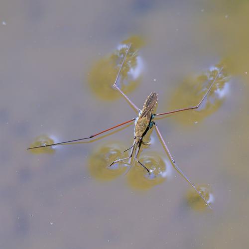 Water strider-3.jpg