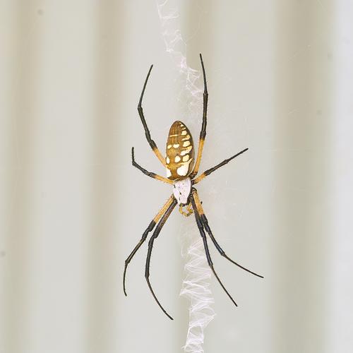 barn spider IV.jpg