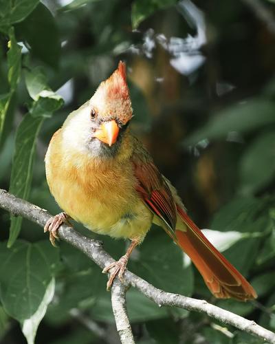 5 Female Cardinal.jpg