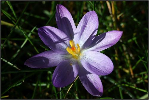 ResizedCrocus3.jpg