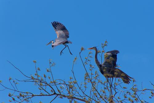 Marshall Terrace Park - Herons - 3 of 8.jpeg