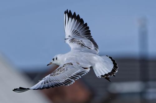 Gull flying 2Gull in flight.jpg