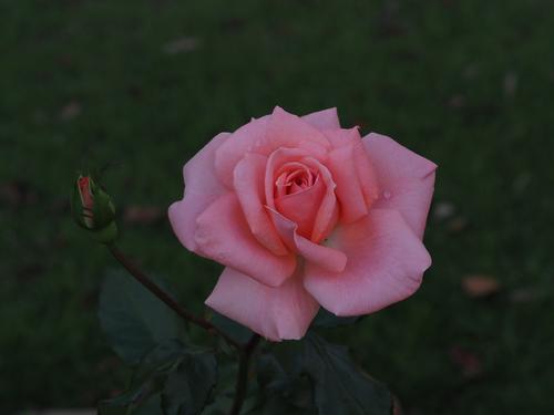 Rose 01.JPG