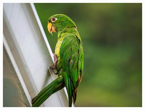 Parakeet-Trinidad&Tobago.jpg