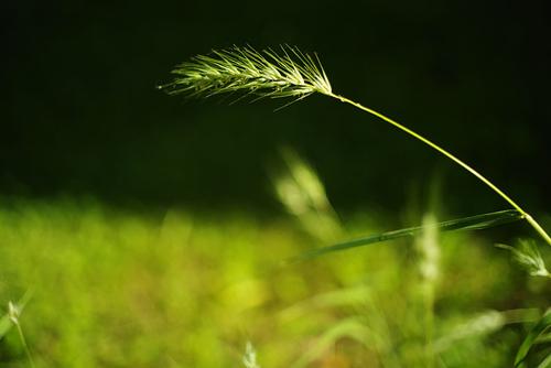 IMGP8724foxtail.jpg