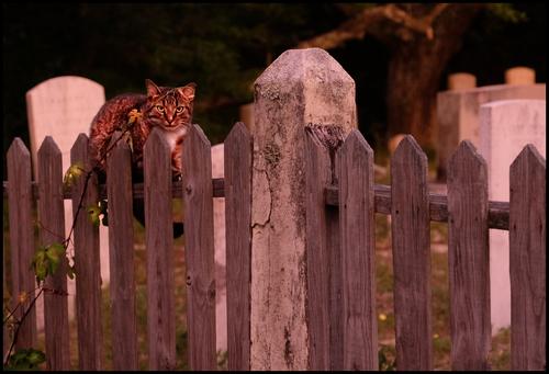 5-22-19 - Orkacoke Graveyard Cat.jpg