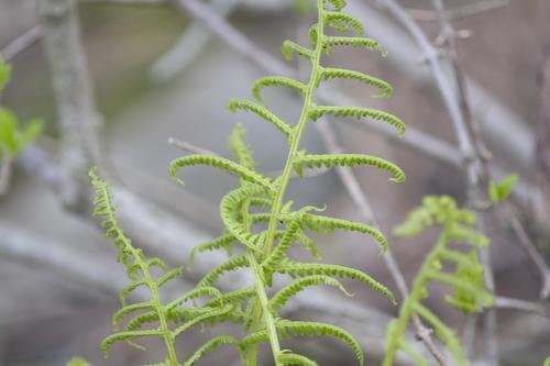 Young Ferns.jpg