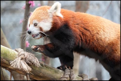 4-8-23 - Zoo - Red Panda - 1.jpg