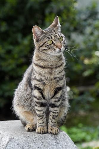 Street Cats of Istanbul