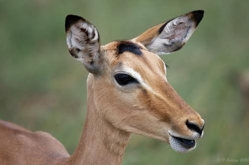 _DSC0155 Impala close-up-denoise -sh, Kruger National Park SA, 24th Feb 2020 (Frank Golding).jpg