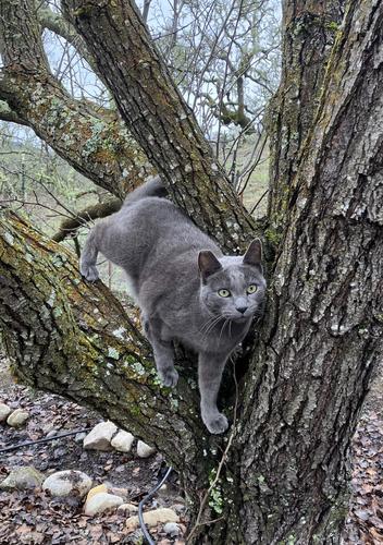 mokey real cat tree smalljpg.jpg