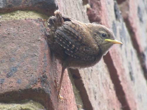 the garden wren chick.JPG