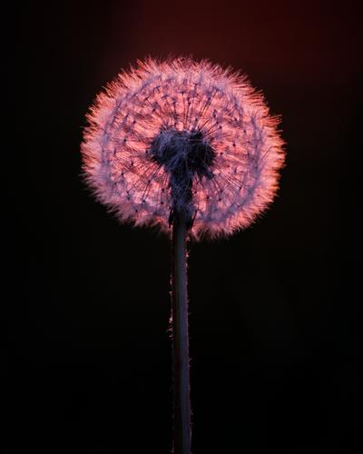 Dandelions_002_230513 - Ballerup Rie.jpg