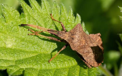 Dock bug Coreus marginatus (Bathpool) (JPEG High).jpg