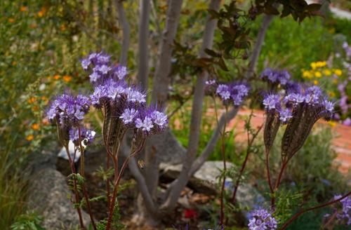 Unusual Purple Bloom.jpg