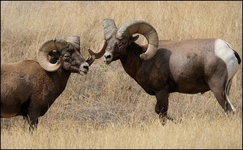 8-29-20 - Badlands Bighorn Sheep - 4.jpg