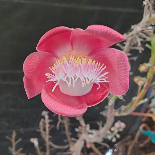 Cannonball tree flower.jpg