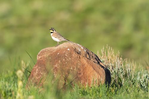 HornedLark_DSC_1855.jpg