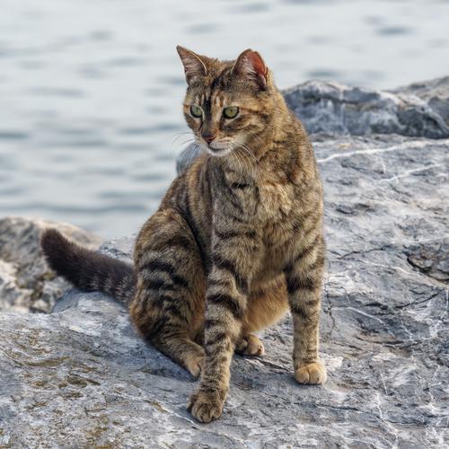 Street cat of Istanbul