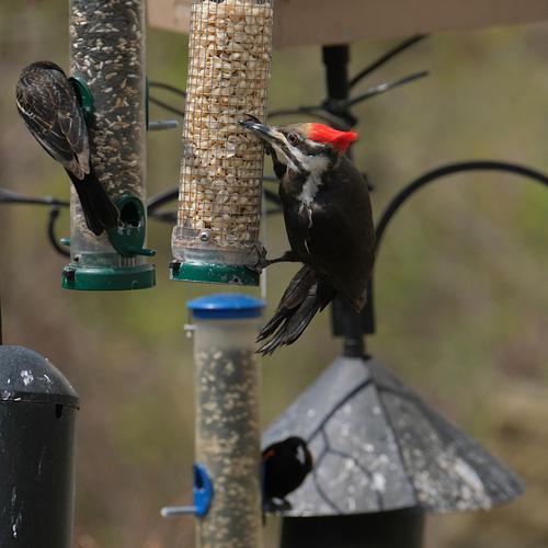 Pileated Woodpecker.jpg