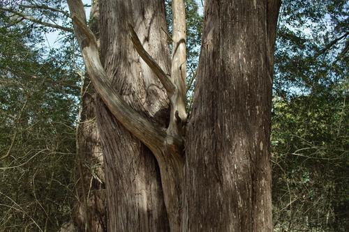 eastern red cedar.jpg