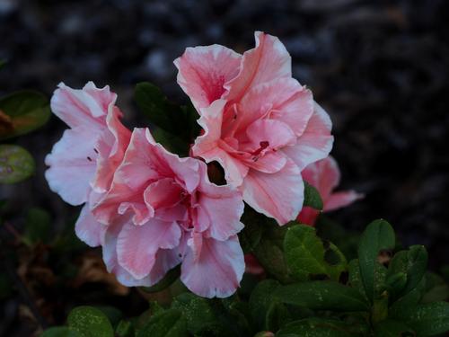 Pink Azalea 01.JPG