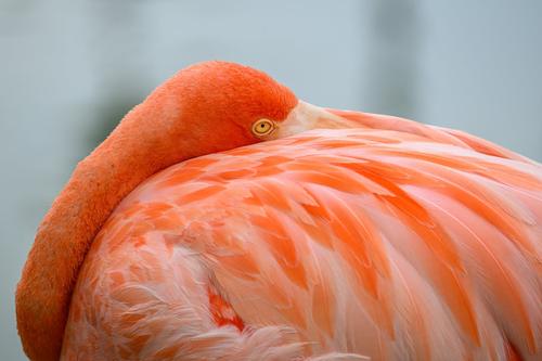 Flamingo.jpg