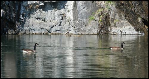 4-20-23 - Geese and ducks.jpg