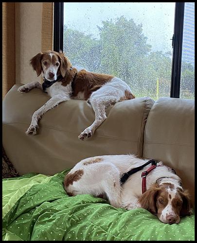 5-19-23 - Rainy day dogs.jpg