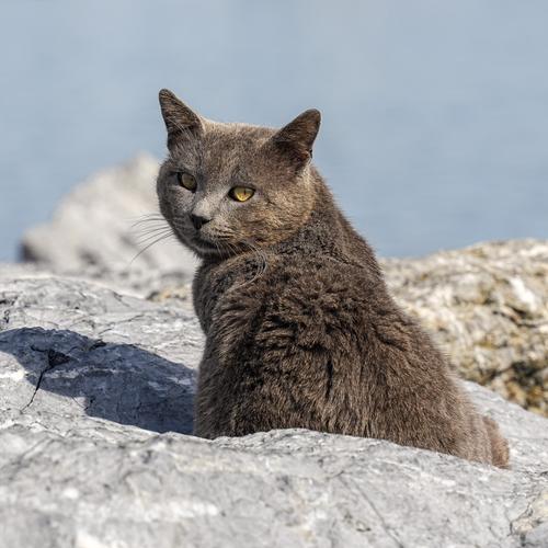 Street cats of Istanbul