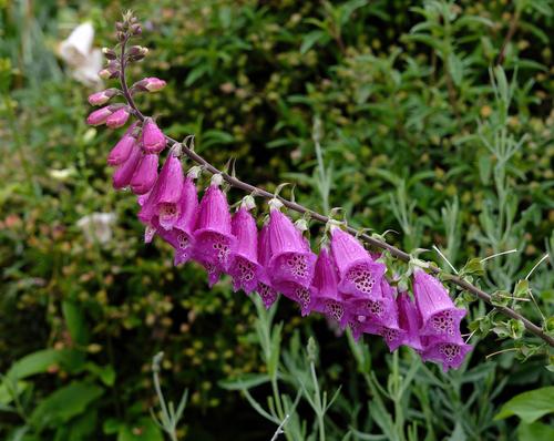 Purple Bells and Water Droplets2K.jpg