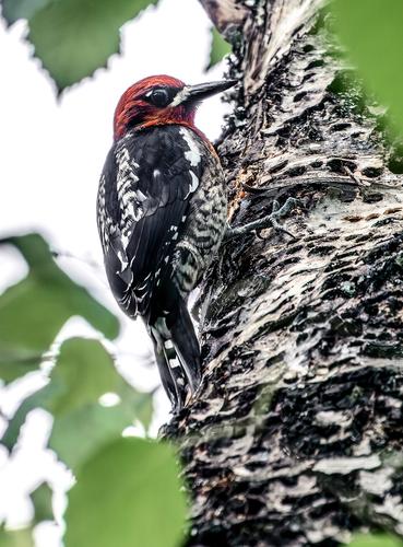 Red-breasted sapsucker.jpg