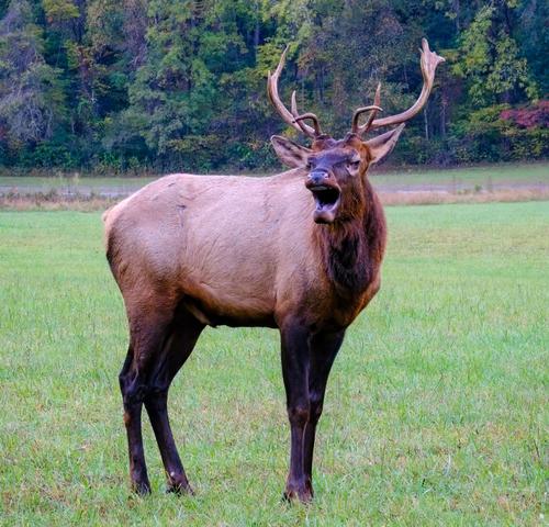 Elk Greeting.jpg