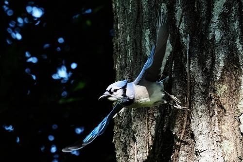 Blue Jay 4.jpg